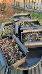 5 gevulde bakken met bio aardbeien planten, Tuin en Terras, Ophalen, Volle zon