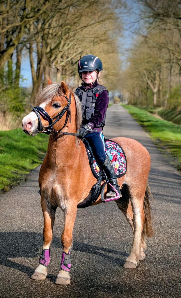 Superknappe brave Welsh A pony, Dieren en Toebehoren, Pony's, Ruin, B, A pony (tot 1.17m), Dressuurpony, 3 tot 6 jaar, Met stamboom