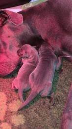 Duitse Doggen pups Blauw, Parvo, Overige rassen, 8 tot 15 weken, Meerdere