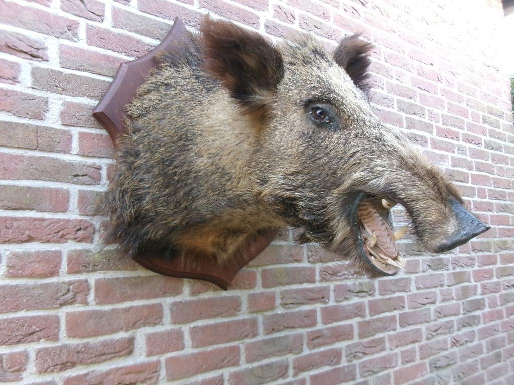 Schitterende hele grote opgezette wilde zwijnen kop, Ophalen, Zo goed als nieuw, Wild dier, Opgezet dier