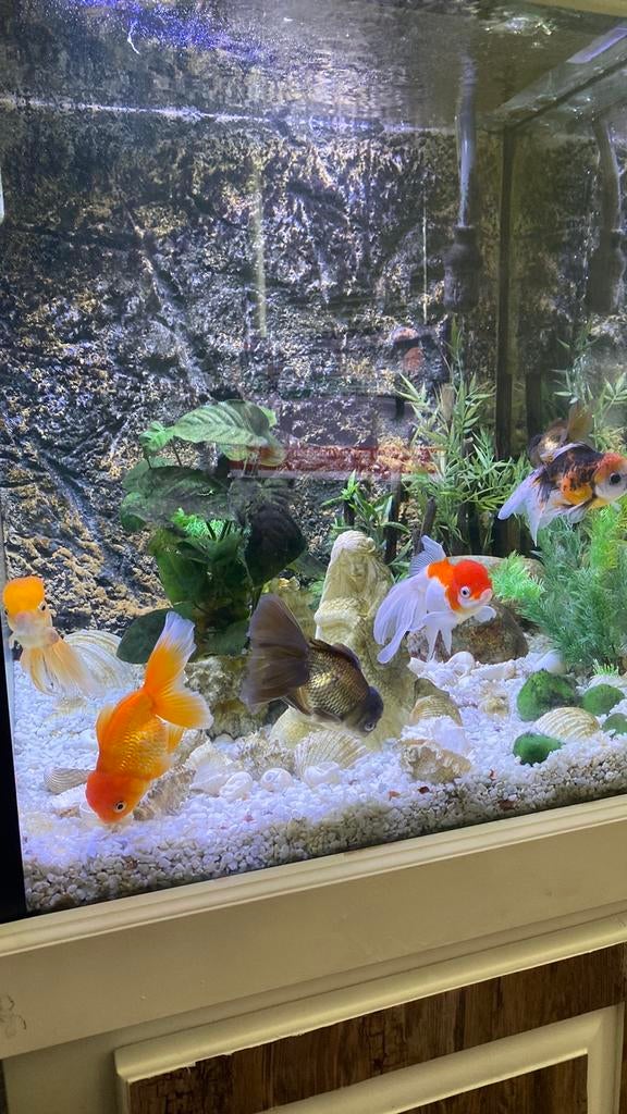 Mooi aquarium, Dieren en Toebehoren, Vissen | Aquariumvissen