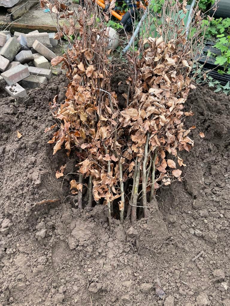 Beukenhaag Fagus sylvatica 60-80 cm, Tuin en Terras, Overige soorten, Volle zon, Vaste plant, Ophalen of Verzenden
