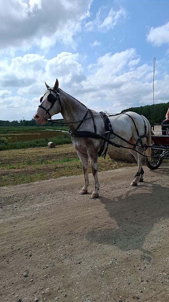 koets met gerelen +paard, Gechipt, Ruin, Zadelmak, Tuigpaard