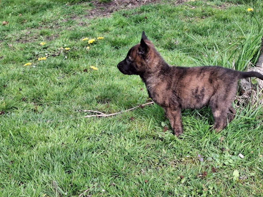 Na afzegging nog 1 teefje beschikbaar., Dieren en Toebehoren, Honden | Herdershonden en Veedrijvers, 8 tot 15 weken, Meerdere