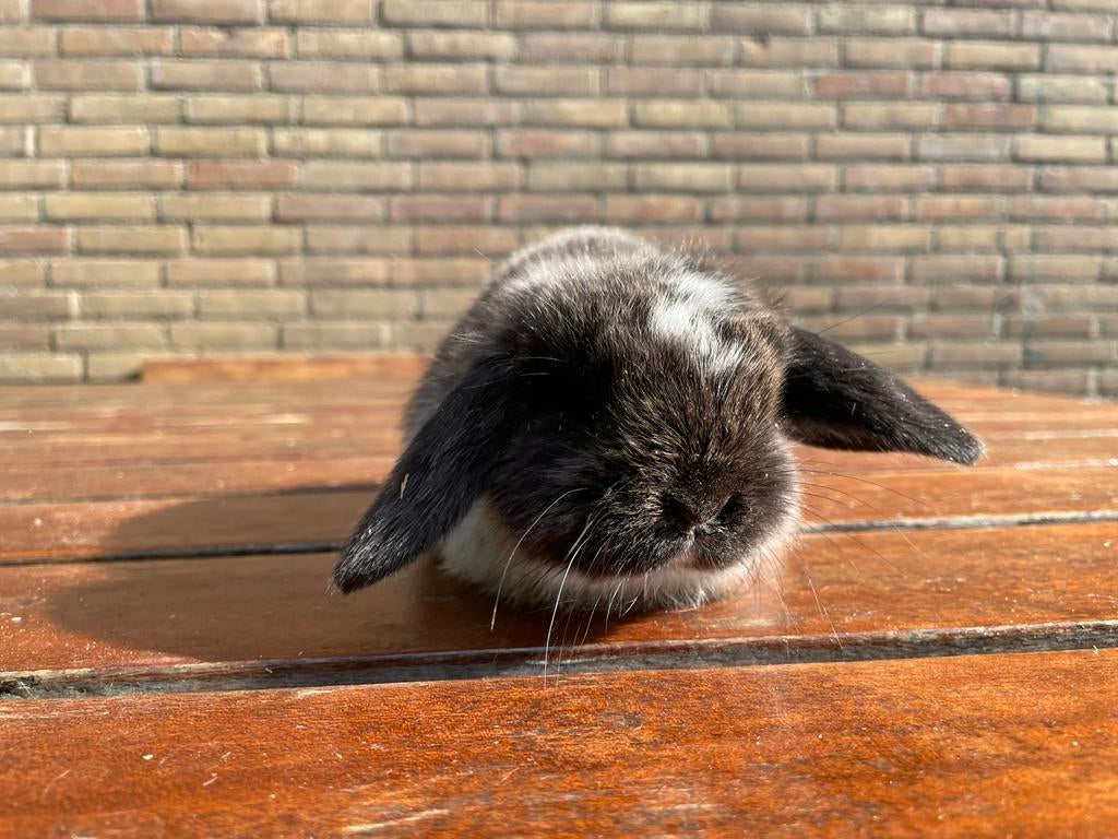 Hele mooie rammelaartjes hangoortjes te koop!!, Dieren en Toebehoren, Konijnen, Mannelijk, Dwerg