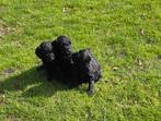 Labradoodle pups kleine medium F4 teefjes, Parvo, Overige rassen, 8 tot 15 weken, Teef