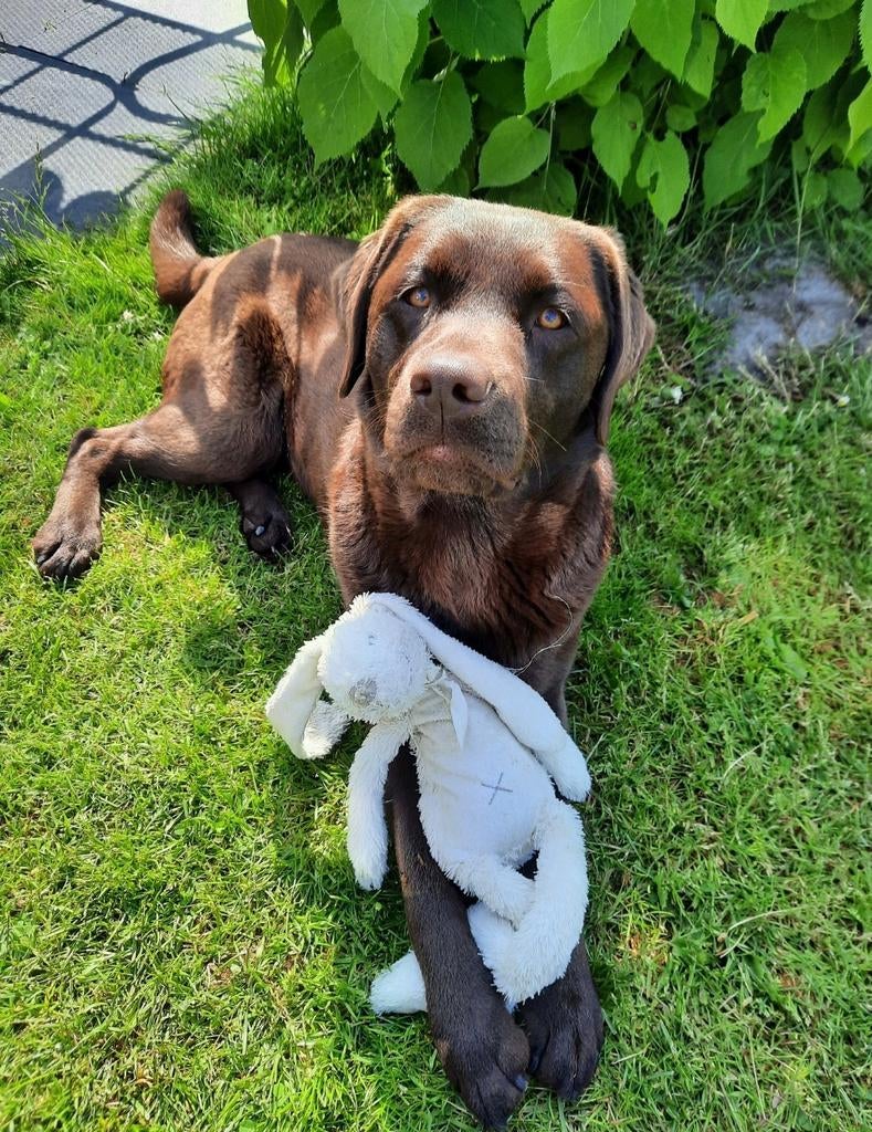 Puppys (chocolade bruin) verwacht!, Dieren en Toebehoren, Honden | Retrievers, Spaniëls en Waterhonden, Parvo, 8 tot 15 weken