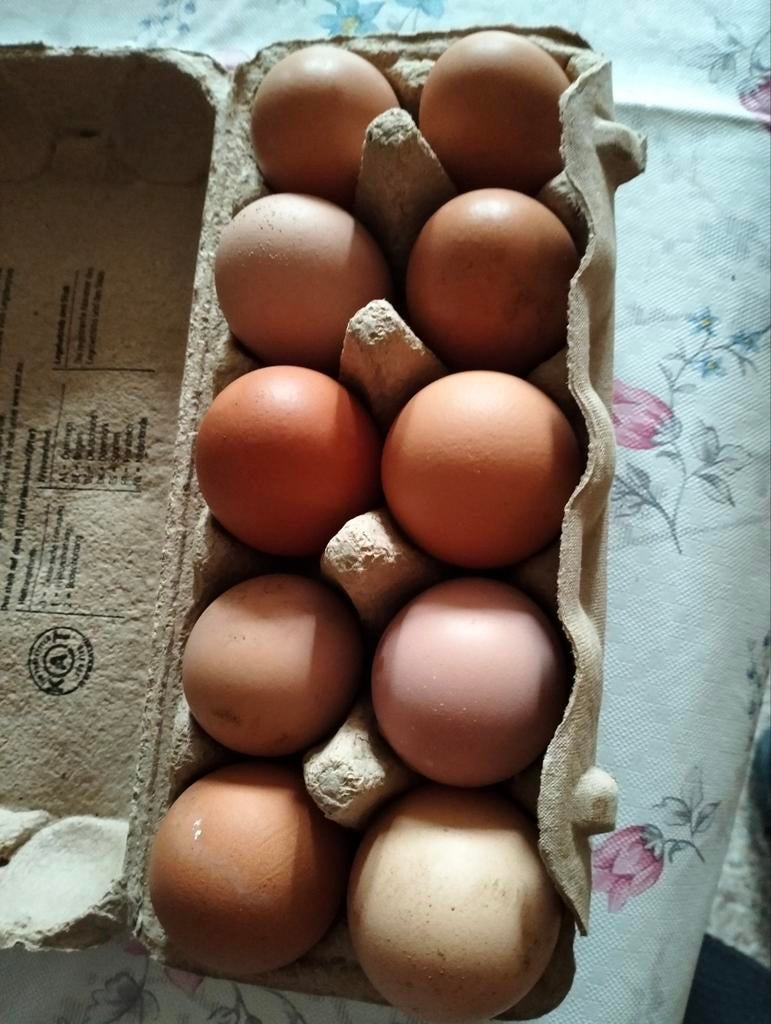 Te koop eieren., Diversen, Levensmiddelen, Ophalen