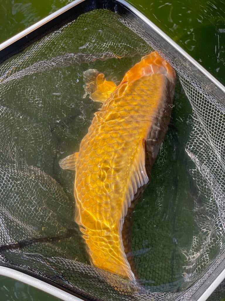 Ochiba, japanse koi, Dieren en Toebehoren, Vissen | Vijvervissen, Karper of Koi