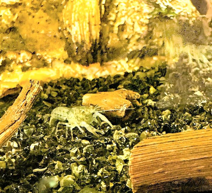 Diminutus kreeftjes | mini-dwergkreeftjes (kleinste), Dieren en Toebehoren, Vissen | Aquariumvissen, Zoetwatervis, Kreeft, Krab of Garnaal