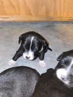 Stafford x  puppys, Dieren en Toebehoren, Honden | Niet-rashonden, 8 tot 15 weken, Meerdere, Meerdere dieren, Middel