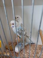 Dun fallow koppel plus pop, Dieren en Toebehoren, Meerdere dieren, Parkiet, Geringd