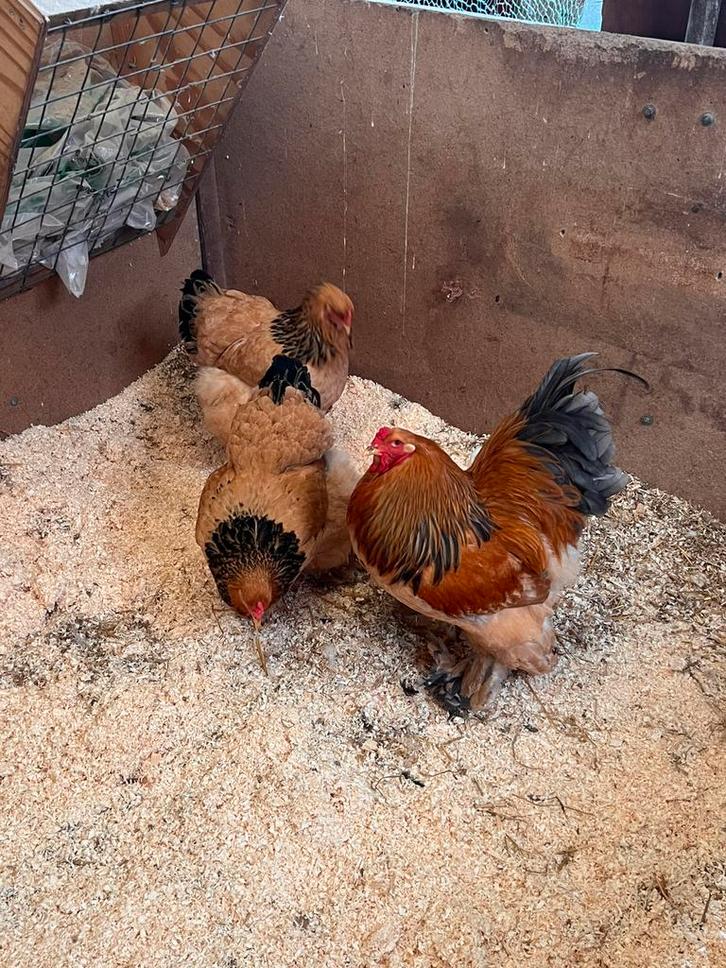 Broedeieren brahma!, Dieren en Toebehoren, Pluimvee, Kip, Geslacht onbekend