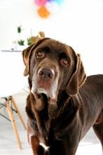 Gezocht: pup kruising familiehond, Maart, Geslacht onbekend