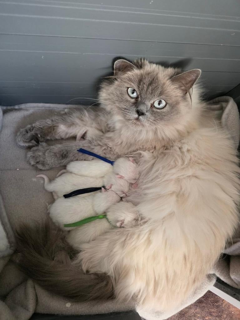 Brits Korthaar blue/lilac point kittens., Dieren en Toebehoren, Katten en Kittens | Raskatten | Korthaar, Meerdere dieren, Ontwormd