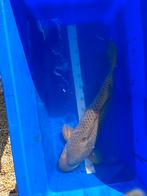 Japanse koi, Karper of Koi