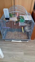 2x pyrrhura.s TE KOOP, Dieren en Toebehoren, Vogels | Parkieten en Papegaaien, Geslacht onbekend, Dwergpapegaai of Agapornis, Geringd