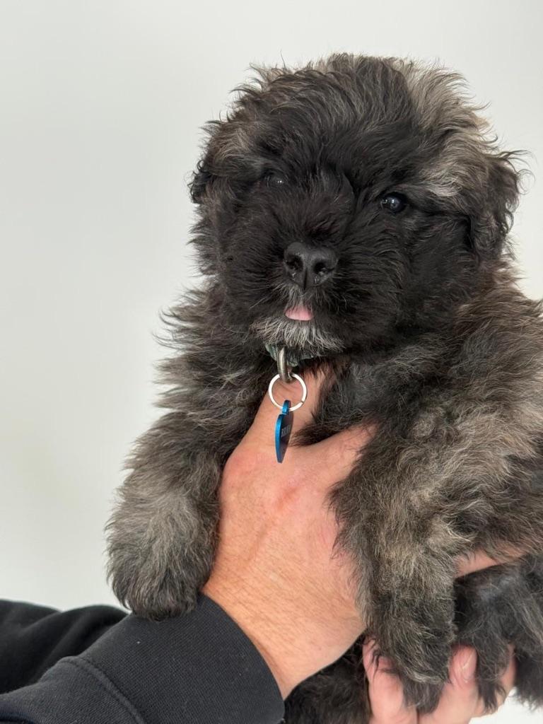 Bouvierpups, Dieren en Toebehoren, Bouvier, Particulier, 8 tot 15 weken, Buitenland