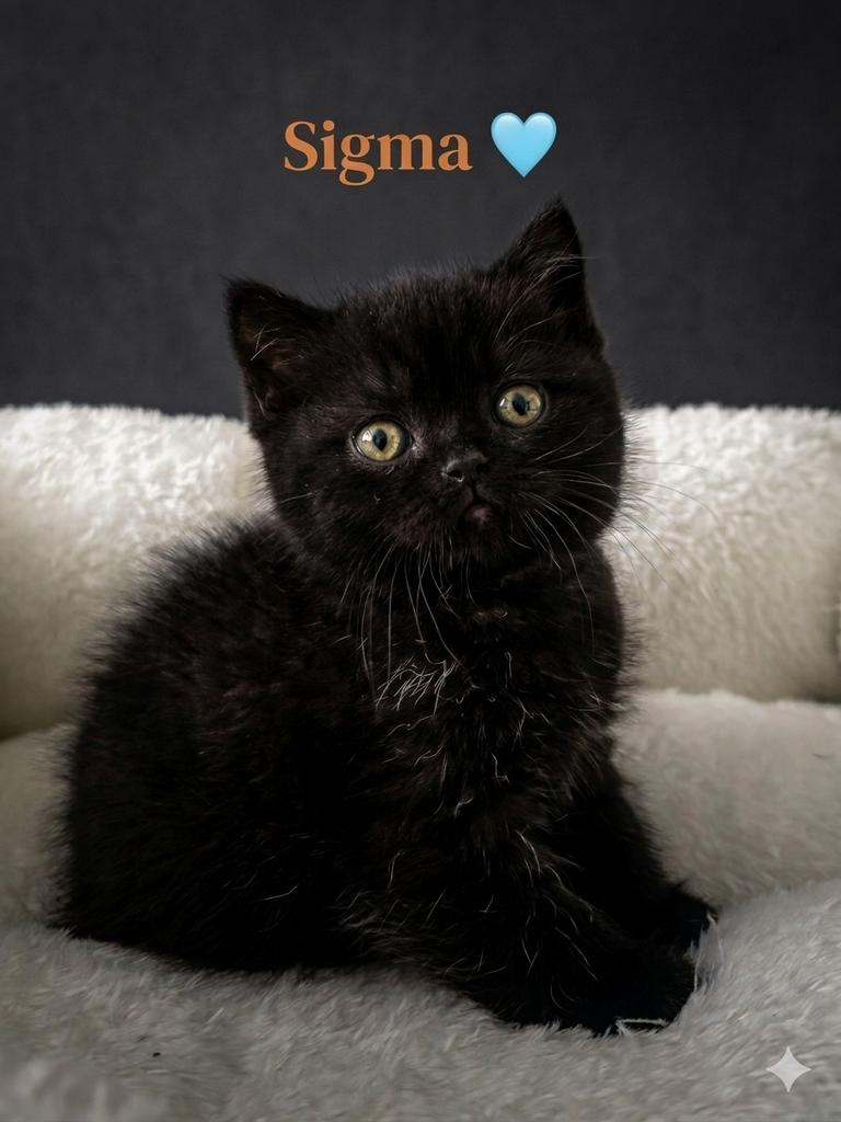 Prachtige Britse Korthaar Kittens met Stamboom, Dieren en Toebehoren, Katten en Kittens | Raskatten | Korthaar, Meerdere dieren