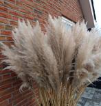 Pampas Pluimen, Ophalen of Verzenden, Nieuw