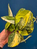 Scindapsus Jade Satin p10 (2)