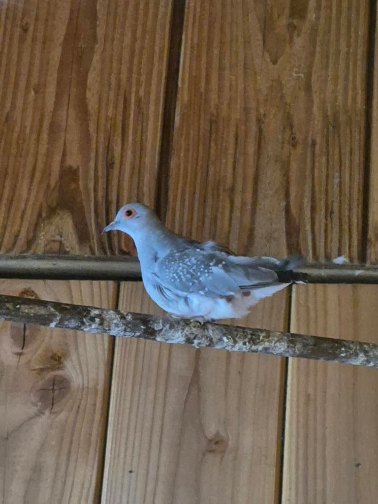 Goed thuis gezocht voor diamantduifje, Dieren en Toebehoren, Vogels | Duiven, Vrouwelijk, Overige soorten