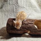 Texel satijn krul kleurmuis rood/oranje borstel lang haar, Muis, Mannelijk, Januari, Tam