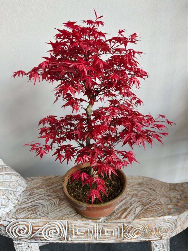 Acer Japanse Esdoorn Deshojo bonsai, Bloeit niet, Halfschaduw, Minder dan 100 cm, Overige soorten