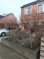 2x Salix Bolbomen, Tuin en Terras, Planten | Bomen, 100 tot 250 cm, Zomer, Ophalen, Volle zon