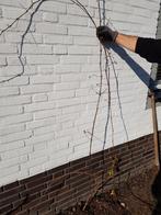 Druiven boom, Ophalen of Verzenden, 100 tot 250 cm