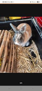 Mannetjes konijn van 1 jaar, Dieren en Toebehoren, Konijnen