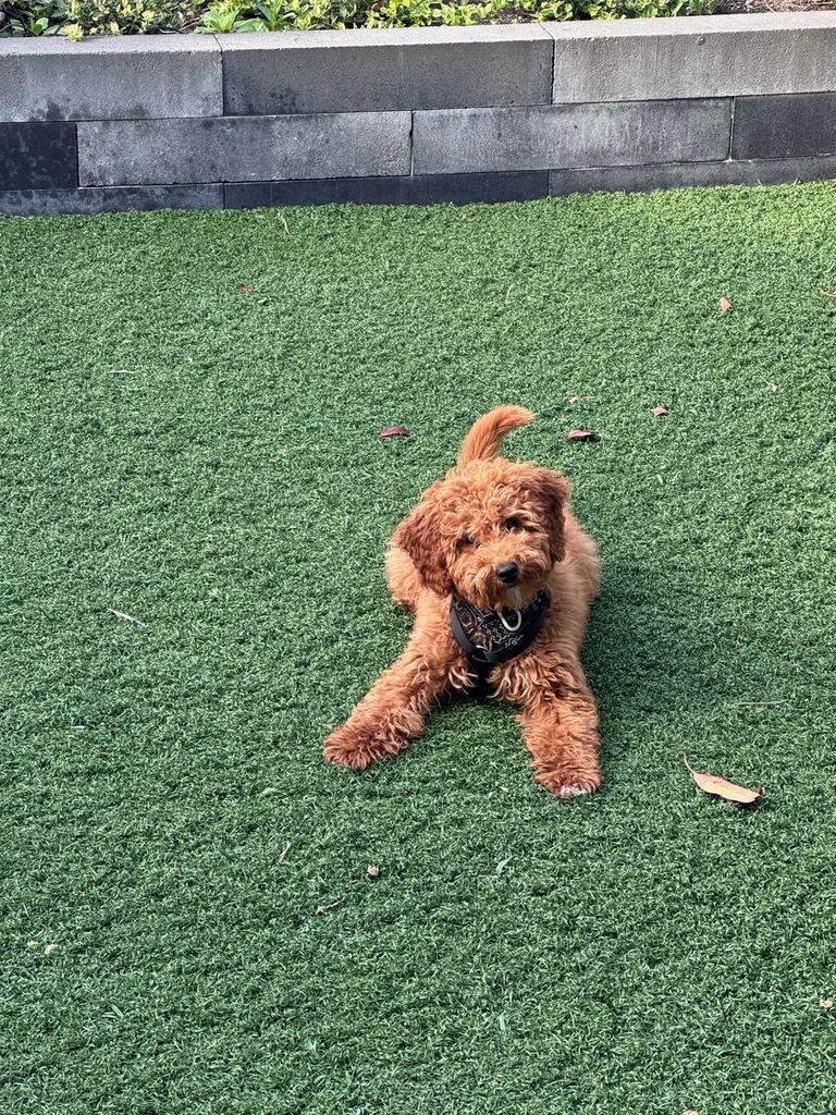 Vaste oppas voor Olly Mini labradoodle, Dieren en Toebehoren, 15 weken tot 1 jaar, Parvo, Eén hond, Nederland