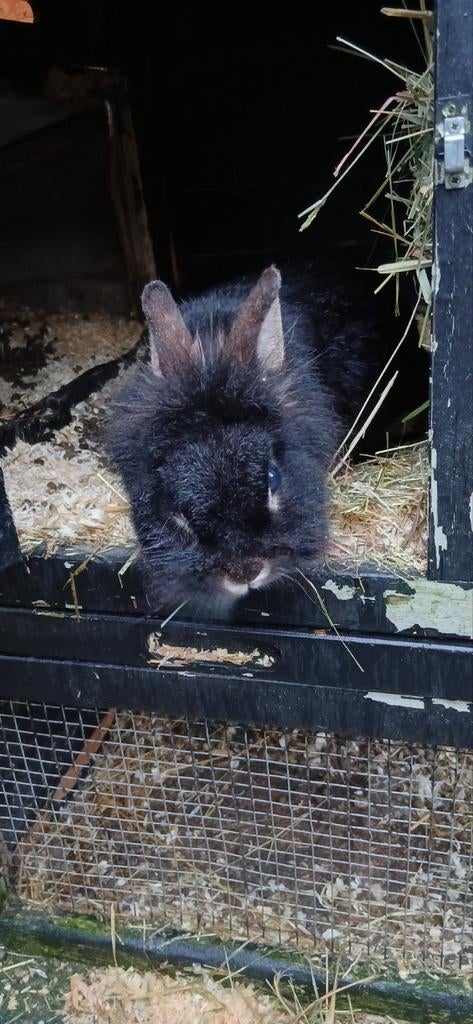 Leeuwenkop voedster te koop, Vrouwelijk, Klein, 3 tot 5 jaar