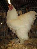GROTE BRAHMA HANEN, Dieren en Toebehoren, Pluimvee, Mannelijk, Kip