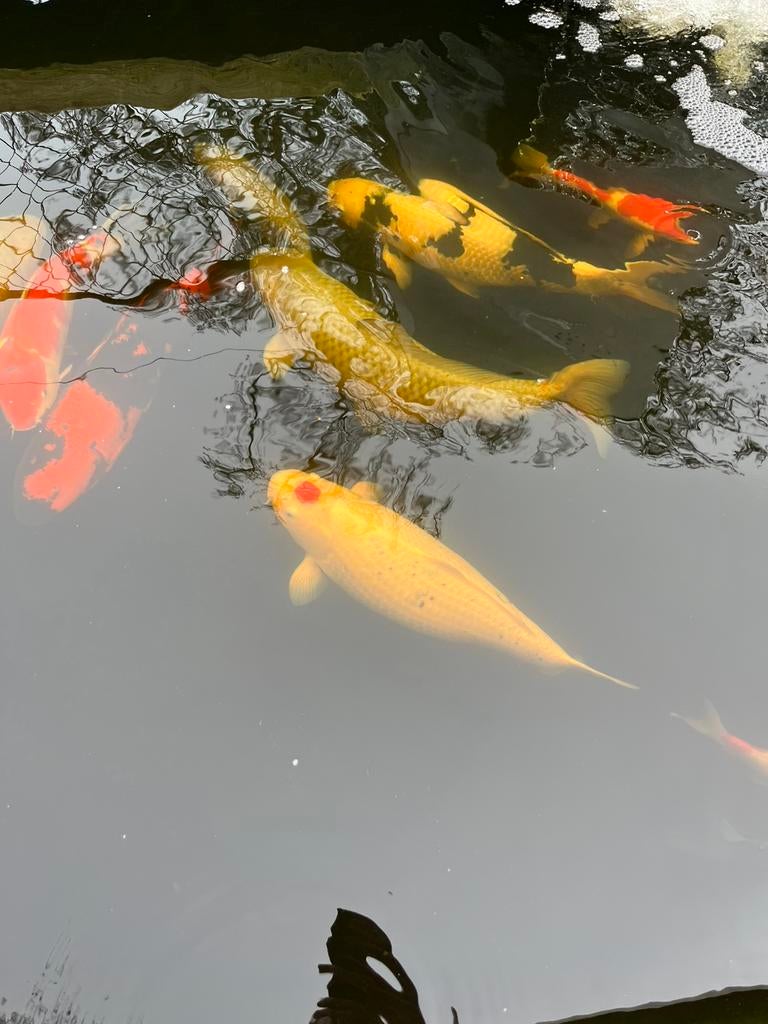 Jumbo Tancho koi, Dieren en Toebehoren, Vissen | Vijvervissen, Karper of Koi