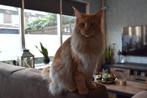 Maine coon dekkater met stamboom(NIET TEKOOP), Kater, Met stamboom, 0 tot 2 jaar