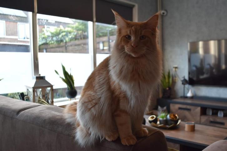 Maine coon dekkater met stamboom(NIET TEKOOP), Dieren en Toebehoren, Katten en Kittens | Raskatten | Langhaar, Kater, 0 tot 2 jaar