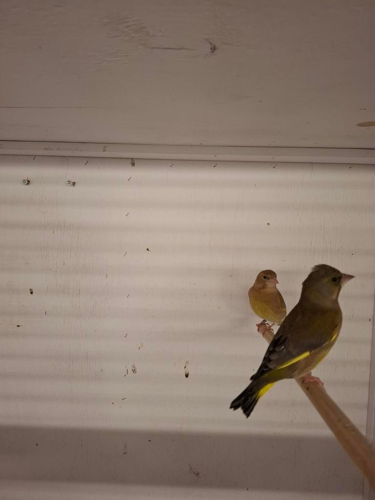 Koppel Groenlingen, Dieren en Toebehoren, Meerdere dieren, Wildzangvogel, Geringd