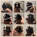 Schitterende Boxer pups geboren! 💙❤️💚🤍🩷💛💜🧡🩶, Dieren en Toebehoren, Honden | Chihuahua's en Gezelschapshonden, Parvo, Overige rassen