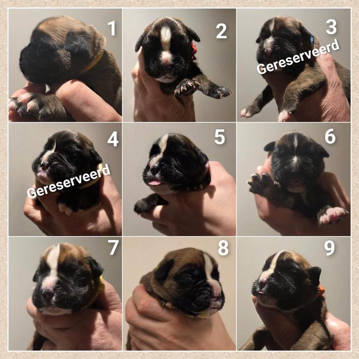 Schitterende Boxer pups geboren! 💙❤️💚🤍🩷💛💜🧡🩶, Dieren en Toebehoren, Honden | Chihuahua's en Gezelschapshonden, Meerdere dieren