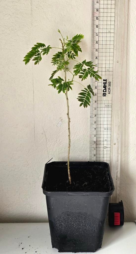 Jonge Perzische slaapboom, Tuin en Terras, Planten | Tuinplanten, Ophalen of Verzenden, Overige soorten
