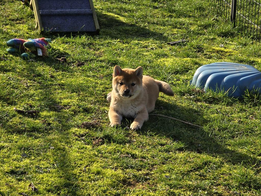 Rood Shiba inu teefje - 7 weken - geteste ouders, Dieren en Toebehoren, Parvo, België, Fokker | Hobbymatig, Overige rassen