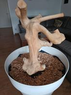 Java boom/ papegaaientak incl pot/opvangbak voor papegaai, Ophalen, Overige typen