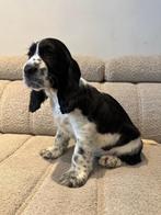 Engelse Cocker Spaniël Reutje, Dieren en Toebehoren, België, Fokker | Hobbymatig, Reu, 8 tot 15 weken