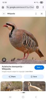 Gezocht! Chukar Hen!, Vrouwelijk
