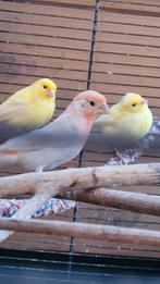 Roodmus opaal man evt  nog 1vrouwtje(buitenvoillere), Mannelijk