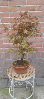 Bonsai Acer palmatum, Bloeit niet, Halfschaduw, Minder dan 100 cm, Overige soorten