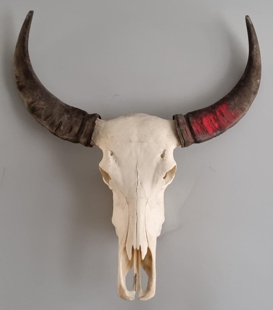 Gewei Afrikaanse koe schedel hoorn hoorns, Verzamelen, Ophalen of Verzenden, Zo goed als nieuw, Boerderijdier, Beeldje of Figuurtje