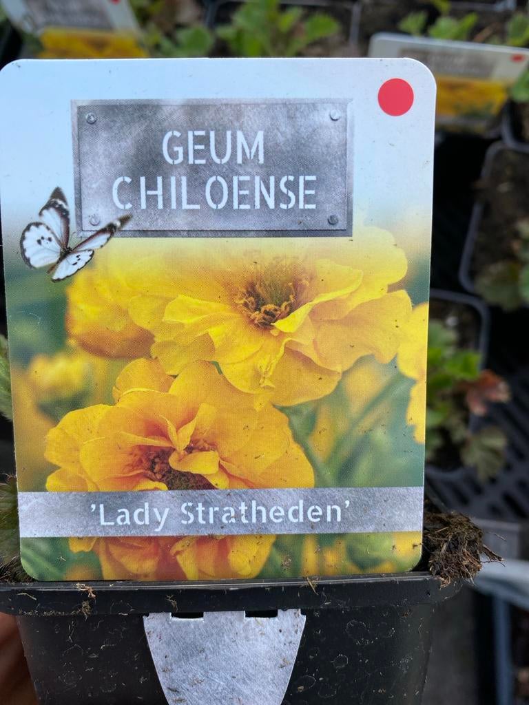 Veel verschillende soorte vaste planten p9 €1,65, Ophalen, Zo goed als nieuw, Bloemen, Planten en Bomen