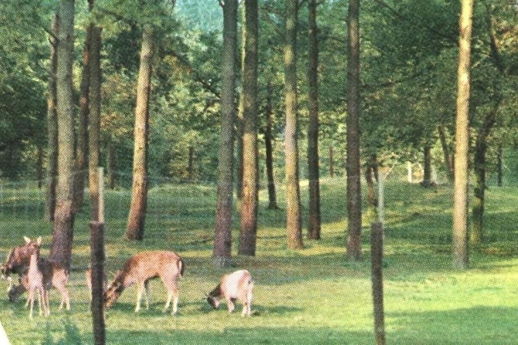 802451 Overloon N Br 1967 Gelopen met Postzegel, Ophalen of Verzenden, 1960 tot 1980, Gelopen, Noord-Brabant